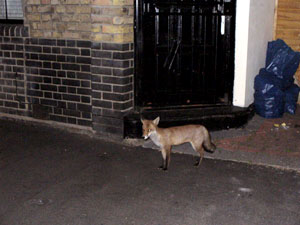 The wildlife in the center of modern city