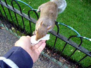 London, squirrel